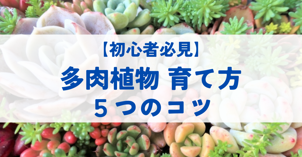 【初心者必見】 多肉植物 育て方 5つのコツ